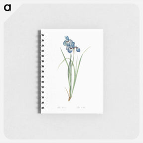 アートメモ帳-Iris pratensis illustration - ピエール ジョゼフ ルドゥーテ Memo.