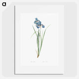 Iris pratensis illustration - Pierre Joseph Redouté Poster.