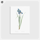 アートポストカード-Iris pratensis illustration - ピエール ジョゼフ ルドゥーテ Postcard.