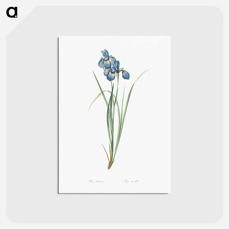 アートポストカード-Iris pratensis illustration - ピエール ジョゼフ ルドゥーテ Postcard.