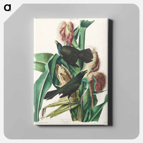 アートパネル-Purple Grakle or Common Crow Blackbird from Birds of America
 - アメリカの鳥たち Canvas.