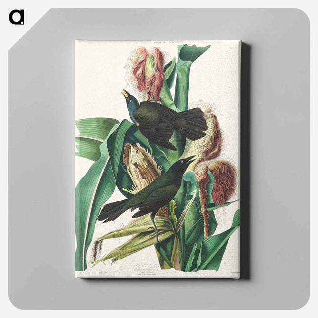 アートパネル-Purple Grakle or Common Crow Blackbird from Birds of America
 - アメリカの鳥たち Canvas.