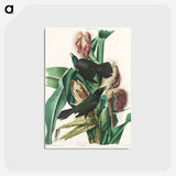 アートポストカード-Purple Grakle or Common Crow Blackbird from Birds of America
 - アメリカの鳥たち Postcard.
