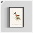 アートポスター-Red-capped Robin
 - オーストラリアの鳥 Poster.
