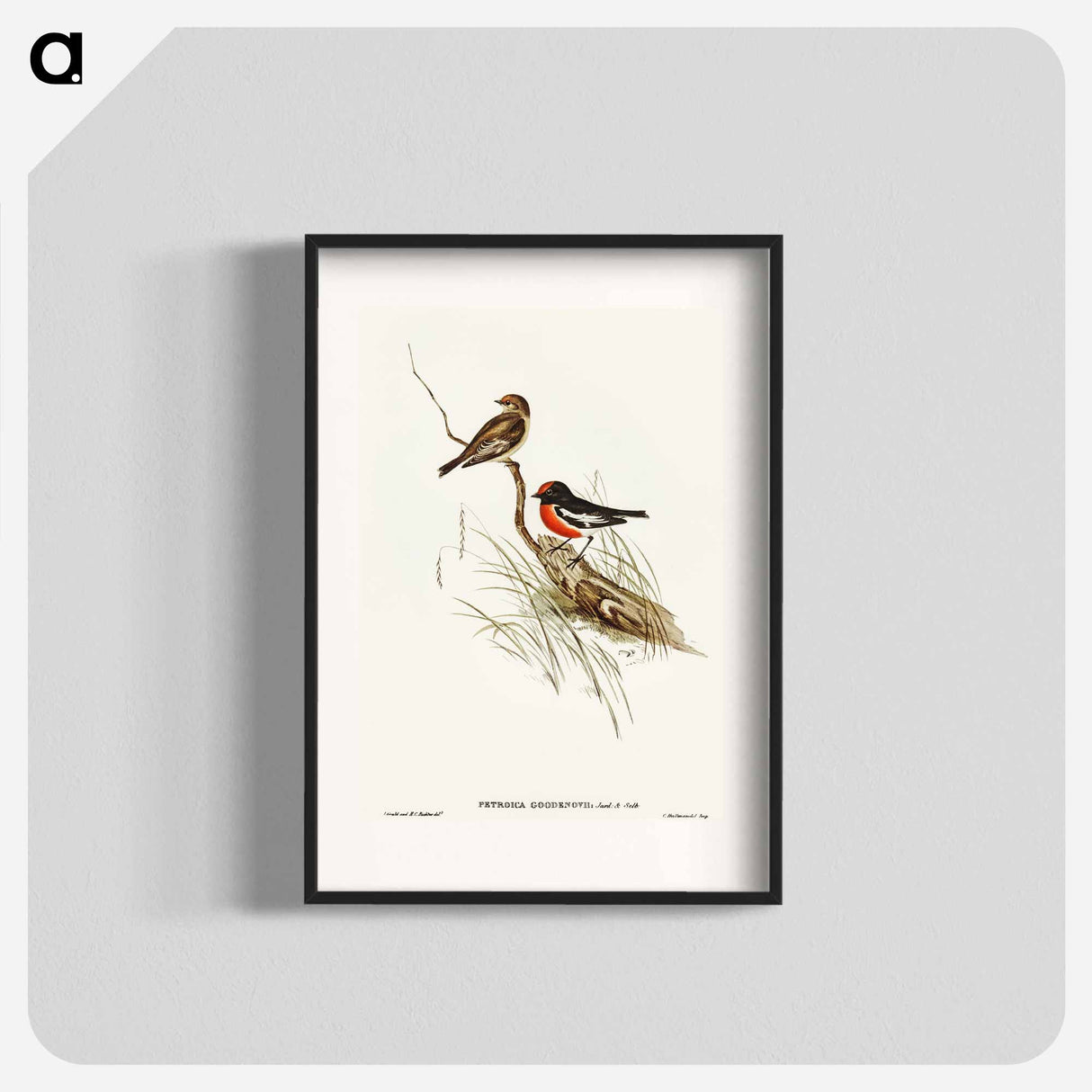 アートポスター-Red-capped Robin
 - オーストラリアの鳥 Poster.