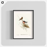 アートポスター-Red-capped Robin
 - オーストラリアの鳥 Poster.