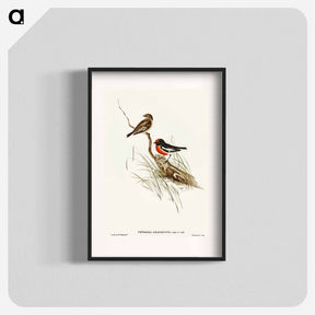 アートポスター-Red-capped Robin
 - オーストラリアの鳥 Poster.
