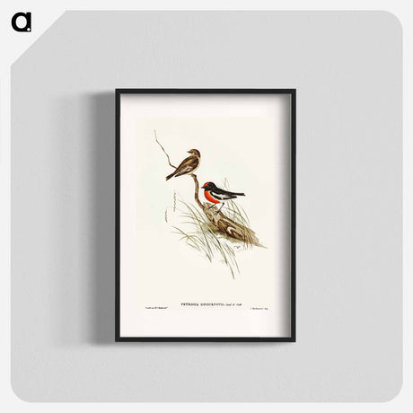 アートポスター-Red-capped Robin
 - オーストラリアの鳥 Poster.
