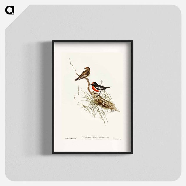 アートポスター-Red-capped Robin
 - オーストラリアの鳥 Poster.