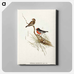 アートパネル-Red-capped Robin
 - オーストラリアの鳥 Canvas.