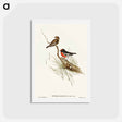 アートポストカード-Red-capped Robin
 - オーストラリアの鳥 Postcard.