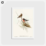 アートポストカード-Red-capped Robin
 - オーストラリアの鳥 Postcard.