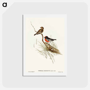アートポストカード-Red-capped Robin
 - オーストラリアの鳥 Postcard.