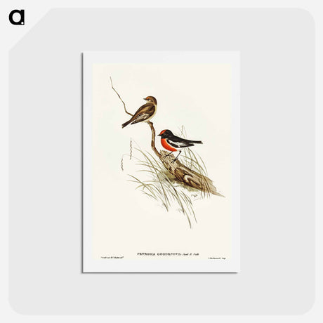 アートポストカード-Red-capped Robin
 - オーストラリアの鳥 Postcard.