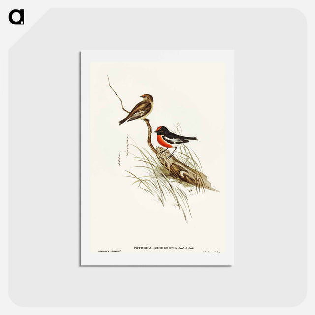 アートポストカード-Red-capped Robin
 - オーストラリアの鳥 Postcard.