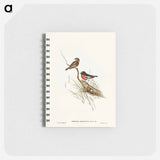 アートメモ帳-Red-capped Robin
 - オーストラリアの鳥 Memo.