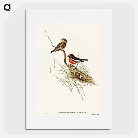 アートポスター-Red-capped Robin
 - オーストラリアの鳥 Poster.