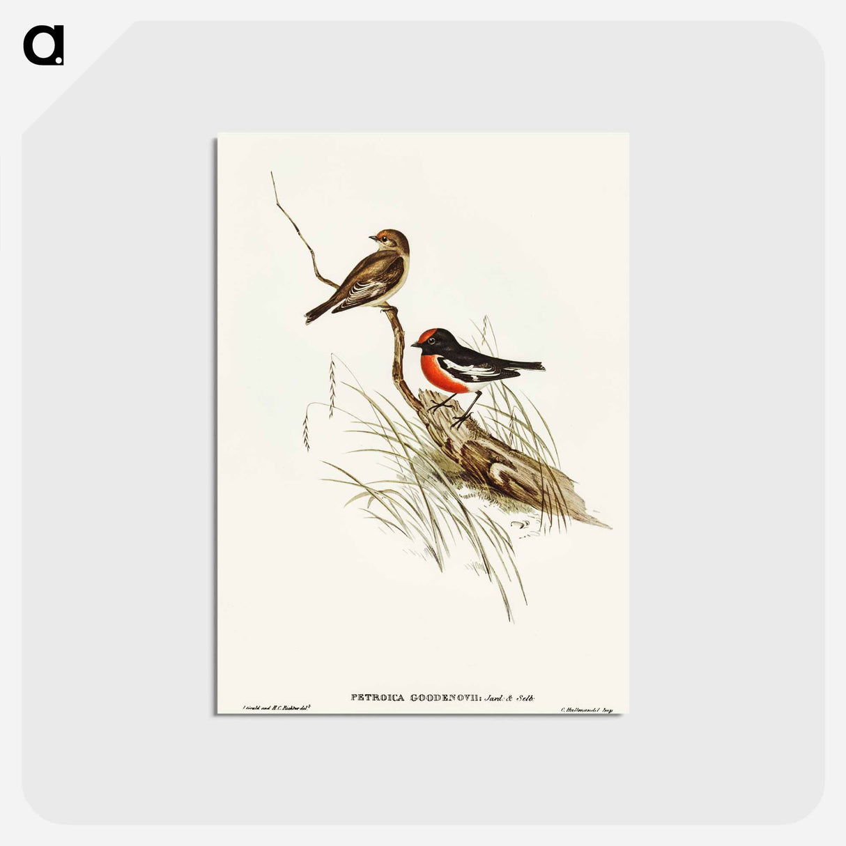 アートポストカード-Red-capped Robin
 - オーストラリアの鳥 Postcard.