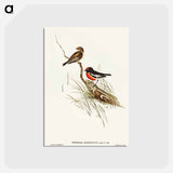 アートポストカード-Red-capped Robin
 - オーストラリアの鳥 Postcard.