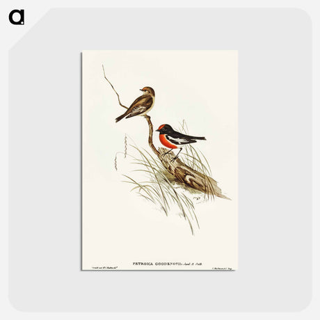 アートポストカード-Red-capped Robin
 - オーストラリアの鳥 Postcard.