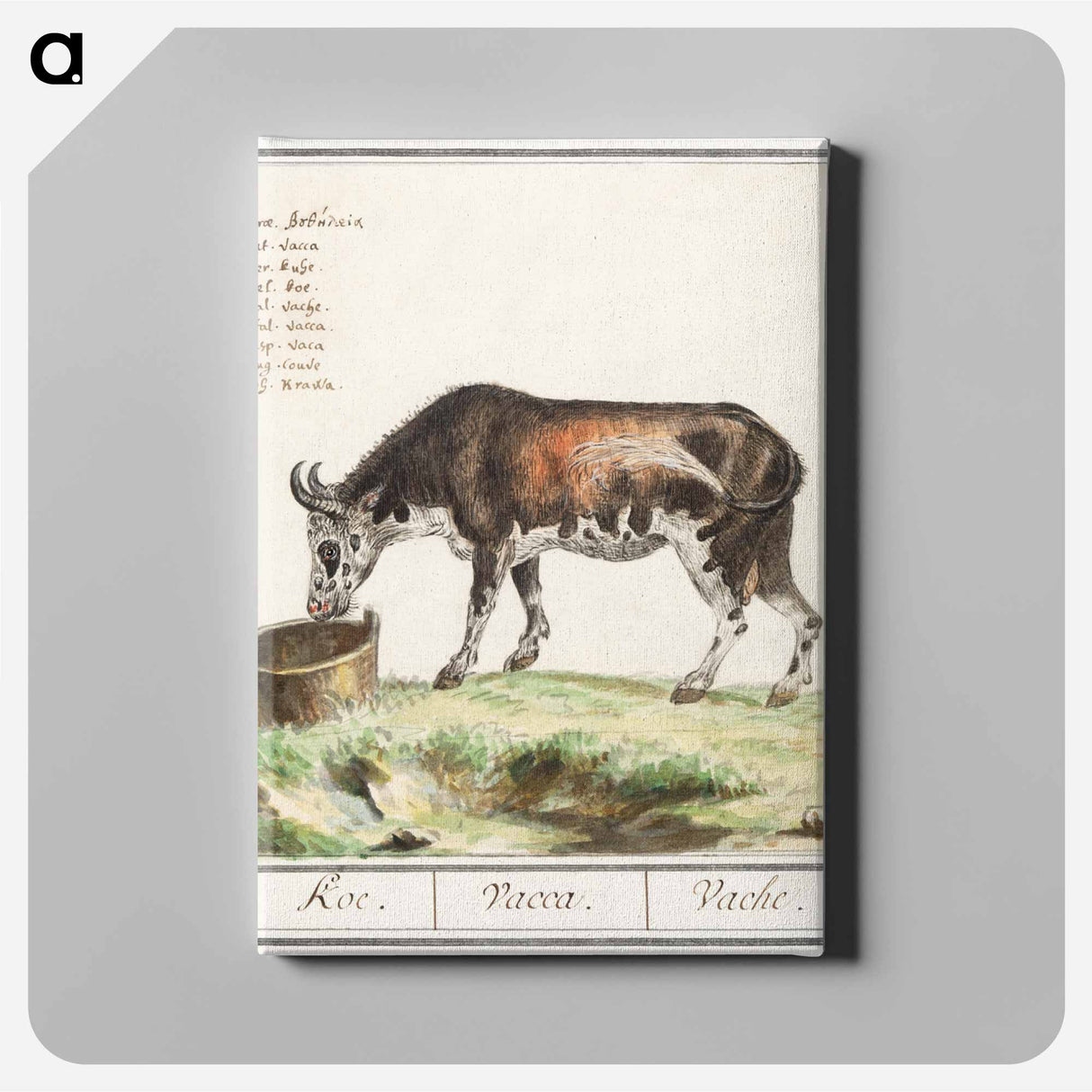 Cow - アンセルムス ボエティウス デ ブート Canvas.