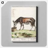 Cow - アンセルムス ボエティウス デ ブート Canvas.