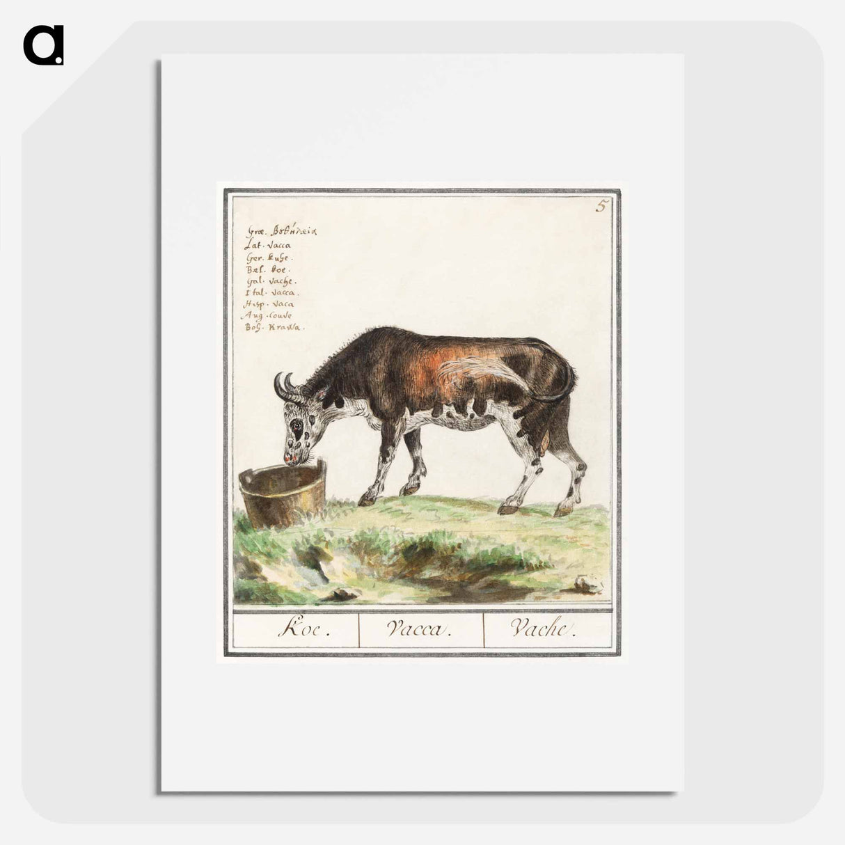 Cow - アンセルムス ボエティウス デ ブート Poster.