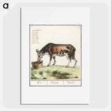 Cow - アンセルムス ボエティウス デ ブート Poster.