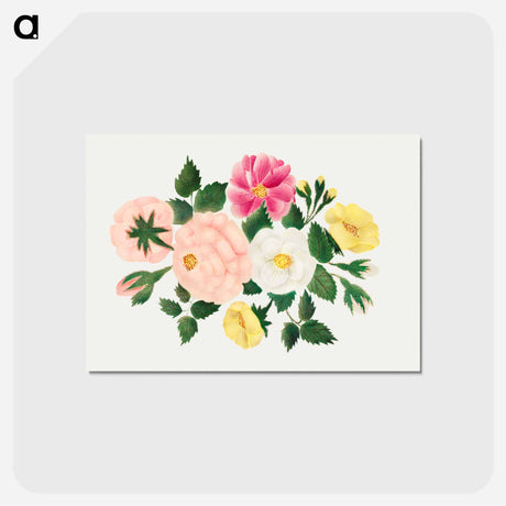 アートポストカード-June Roses
 - クリーブランド美術館 Postcard.