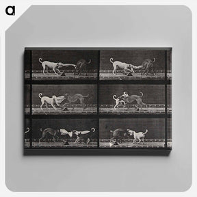 アートパネル-Dogs Fighting Over Cloth
 - エドワード マイブリッジ Canvas.