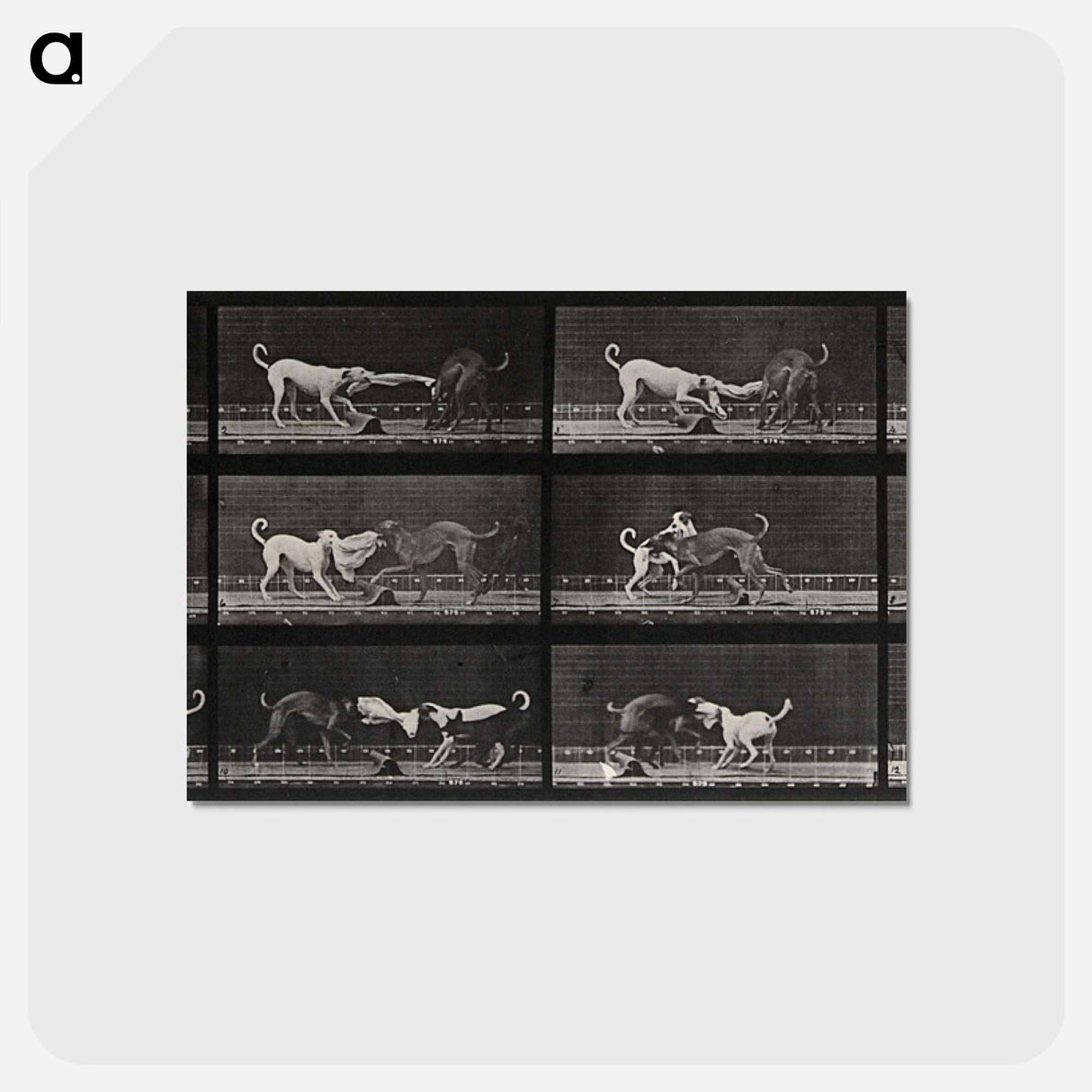 アートポストカード-Dogs Fighting Over Cloth
 - エドワード マイブリッジ Postcard.
