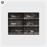 アートポストカード-Dogs Fighting Over Cloth
 - エドワード マイブリッジ Postcard.