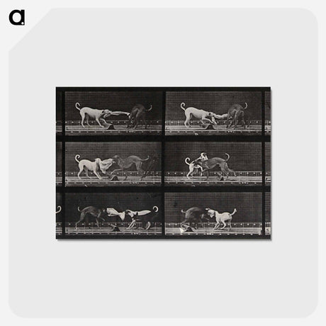アートポストカード-Dogs Fighting Over Cloth
 - エドワード マイブリッジ Postcard.