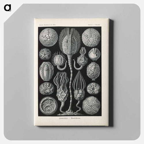 Marine life illustration - エルンスト ヘッケル Canvas.