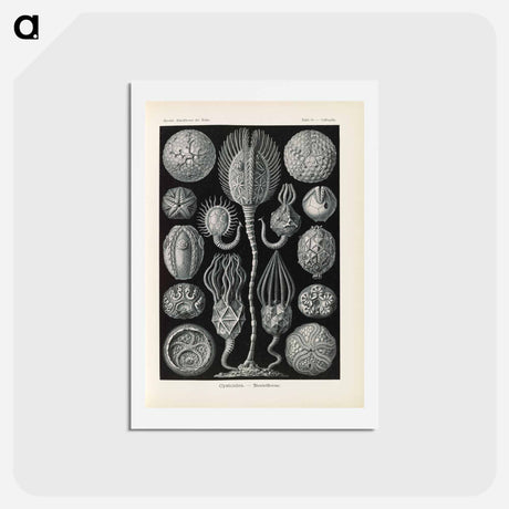 アートポストカード-Marine life illustration - エルンスト ヘッケル Postcard.