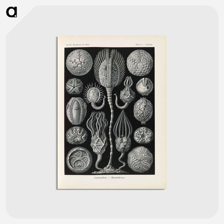 アートポストカード-Marine life illustration - エルンスト ヘッケル Postcard.