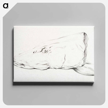 アートパネル-Head of a pike - ジャン ベルナール Canvas.