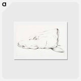 アートポストカード-Head of a pike - ジャン ベルナール Postcard.