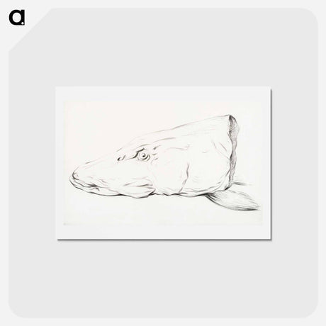 アートポストカード-Head of a pike - ジャン ベルナール Postcard.