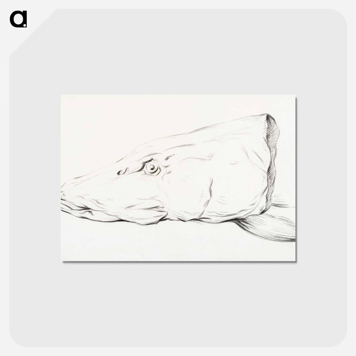アートポストカード-Head of a pike - ジャン ベルナール Postcard.