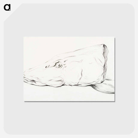 アートポストカード-Head of a pike - ジャン ベルナール Postcard.