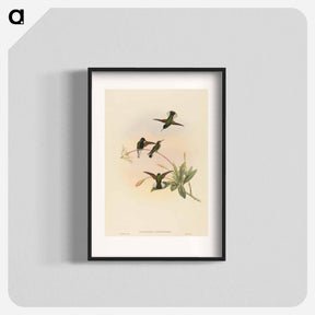 アートポスター-Black-bellied Hummingbird
 - ジョン グールド Poster.
