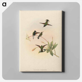 アートパネル-Black-bellied Hummingbird
 - ジョン グールド Canvas.