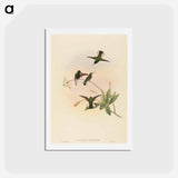 アートポストカード-Black-bellied Hummingbird
 - ジョン グールド Postcard.