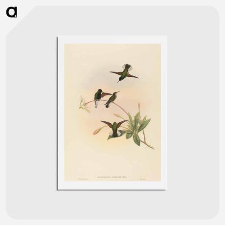 アートポストカード-Black-bellied Hummingbird
 - ジョン グールド Postcard.