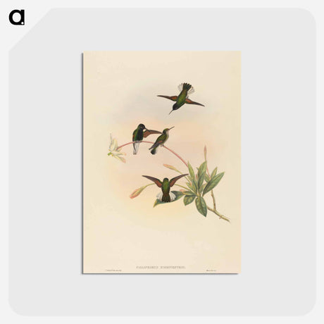 アートポストカード-Black-bellied Hummingbird
 - ジョン グールド Postcard.