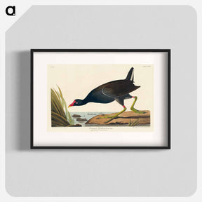アートポスター-Common Gallinule
 - ジョン ジェームス オーデュボン Poster.