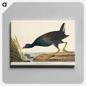 アートパネル-Common Gallinule
 - ジョン ジェームス オーデュボン Canvas.