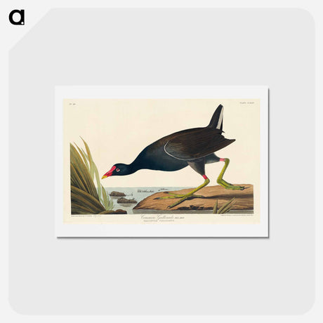アートポストカード-Common Gallinule
 - ジョン ジェームス オーデュボン Postcard.