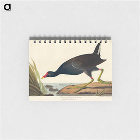 アートメモ帳-Common Gallinule
 - ジョン ジェームス オーデュボン Memo.